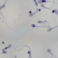 how quickly does sperm regenerate